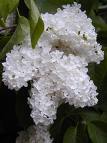 Leylak - Syrilga Vulgaris