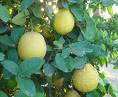 Limon - Citrus Limon