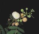 Lösaena , Ada Mimozası - Leucaena Leucophala Wit