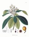 Maltaeriği , Yenidünya - Eriobotrya Japonica Lindley
