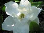 Manolya - Magnolia Grandiflora