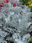 Martinyal - Cineraria Maritima