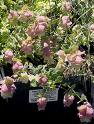 Mercan Köşk - Origanum Rotundifolium