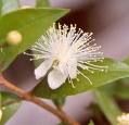 Mersin - Myrtus Communis