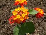 Mineçiçeği , Üçortak - Lantana Camara