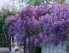 Mor Salkım - Wistera Floribunda