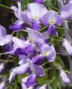 Morsalkım - Wisteria Sinensis