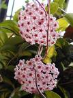 Mum Çiçeği - Hoya Carnosa