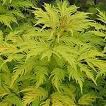 Mürver - Sambucus Aurea (Variegate)