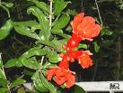 Nar - Punica Granatum