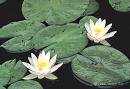 Nilüfer , Su Gülü , Su Zambağı - Nymphaea Odorata