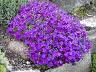 Obrizya - Aubrieta Deltoidea L.