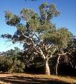 Okaliptüs , Sıtmaağacı - Eucalyptus Camaldulensis Dehn