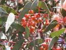 Okaliptüs , Sıtmağacı - Eucalyptus Torquata (Coralgum)