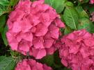 Ortanca - Hydrangea Macrophylla