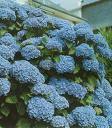 Ortancal - Hydrangea Hortensis