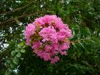 Oyaağacı , Dantelağacı - Lagerstroemia indica