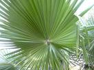 Palmiye - Washingtonia Filifera