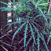 Parmak Aralyası - Dizygotheca Elegantissima