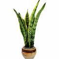 Paşakılıcı - Sansevieria Trifasciata