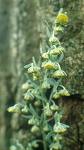 Pelin - Artemisia Absinthium