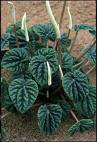 Peperomya - Peperomia Caperata