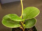 Peperomya - Peperomia Obtusifolia