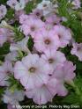Petunya - Petunia Hybrida