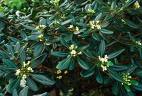 Pitosporum - Pittosporum Tobira