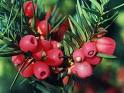 Porsukağacı - Taxus Baccata