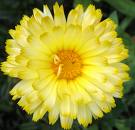 Portakal Nergizi - Calendula