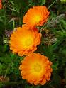 Portekiz Nergizi , Portakal Nergizi , Aynisefa , Şamdan Çiçeği , Susi - Calendula Officinalis