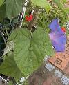 Sabah Sefası , Kahkahaçiçeği - Ipomoea Purpurea Learii