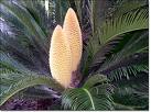 Sago Palmiyesi - Cycas Revoluta