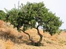 Sakızağacı - Pistacia Lentiscus Var Latifolius Coss