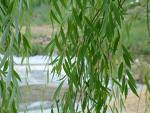 Salkım Söğüt - Salix Babylonica