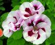 Sardunya - Pelargonium Domesticum