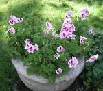 Sardunya - Pelargonium Radula