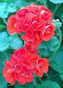 Sardunya - Pelargonium Zonale Hybr.