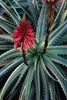 Sarısabır - Aloe Arborescens