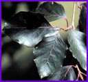 Sarkık Japon Soforası - Sophora Japonica Pendula