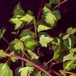 Sarmaşık - Hedera Helix (Gold Heart)