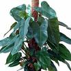 Sarmaşık Deve Tabanı - Philoendron Erubescens