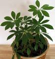 Şeflara - Schefflera Arboricola