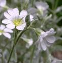 Serasyum , Boynuzotları - Cerastium Tomentosum L.