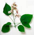 Sigara Ağacı , Katalpa - Catalpa Bignonioides