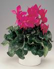 Siklamen - Cyclamen Persicum