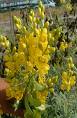 Sinameki - Cassia Angustifolia