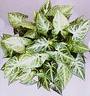 Singonum - Syngonium White Butterfly