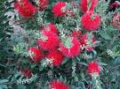 Şişe Fırçasıağacı , Kallistemon , Afgan Söğüdü - Callistemon Linearis